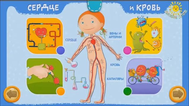 Внутреннее строение человека смотреть онлайн