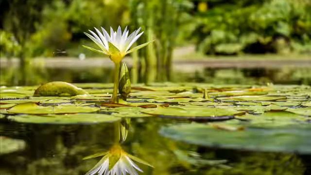 ► 9 Beautiful Lotus Flower Images / Best Water Lily Plant Wallpaper Pictures ◄ смотреть онлайн
