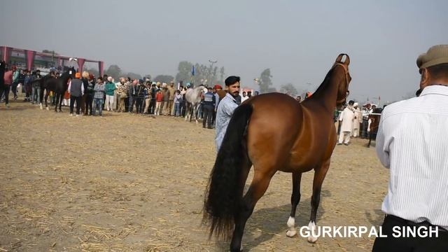 Marwari Horse Of Best Breed From Punjab India