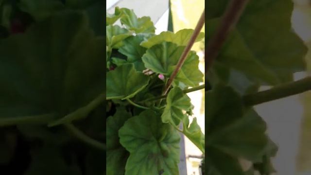 Пеларгония сорт Lady Gertruda смотреть онлайн