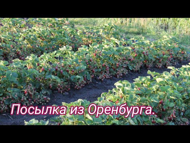 Получила посылку. Планирование участка. смотреть онлайн