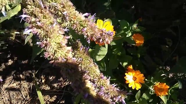 Лофант Анисовый 08_10_2020