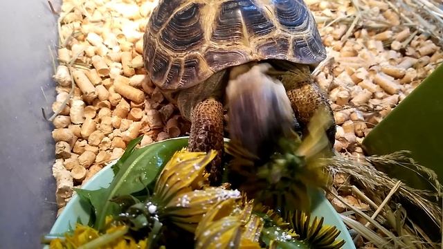 черепаха ест одуванчики смотреть онлайн