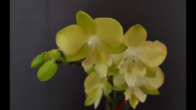 像鱼儿一样的蝴蝶兰和清唱歌曲《大鱼》Phalaenopsis as cute as a fish and the singing song "Big Fish" смотреть онлайн
