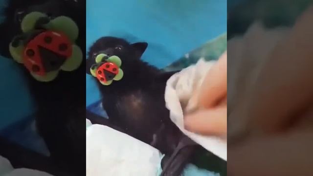 Детеныш летучей мыши #Shorts смотреть онлайн