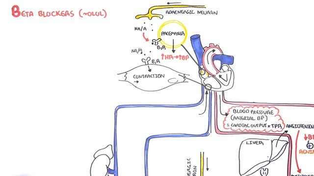 Pharmacology - Antihypertensives смотреть онлайн