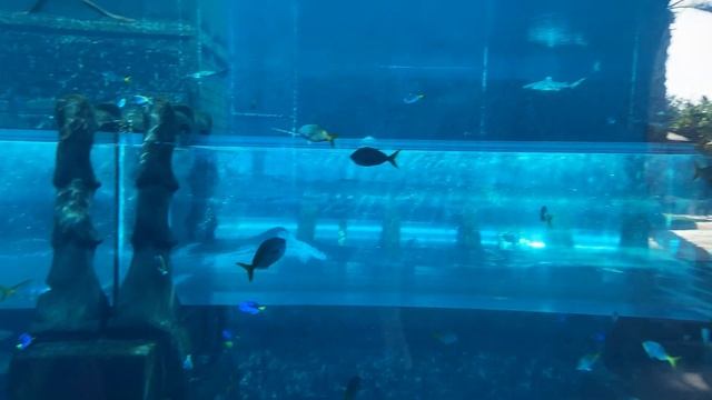 Аквапарк Дубай 4к. Отель Атлантис аквапарк Дубай Aquaventure 2020 смотреть онлайн