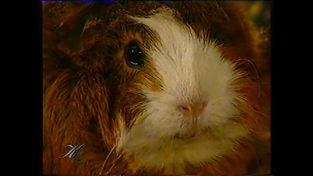 хомяк хома 12 смотреть онлайн