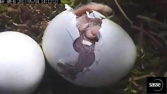 Final Moment Of Eagle Hatching In Beautiful Detail