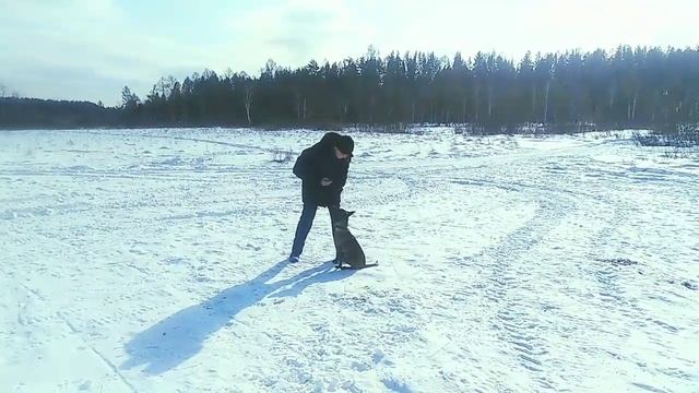 Дрессировка щенка бельгийской овчарки смотреть онлайн