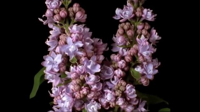 Мантра Сакрального Сердца.Привлечение Истины,Любви,Красоты:SATYAM SHIVAM SUNDARAM BY AKARSHAN смотреть онлайн