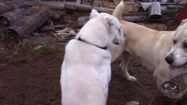 Попробовал повязать алабая... смотреть онлайн