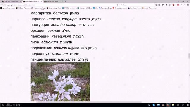 226. Основные термины на иврите по теме "Цветы" смотреть онлайн