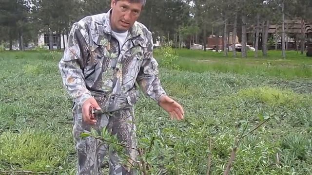 обрезка двухлетнего персика. КФХ Абдуллаев . wwwСАЖЕНЦЫ26.РФ смотреть онлайн