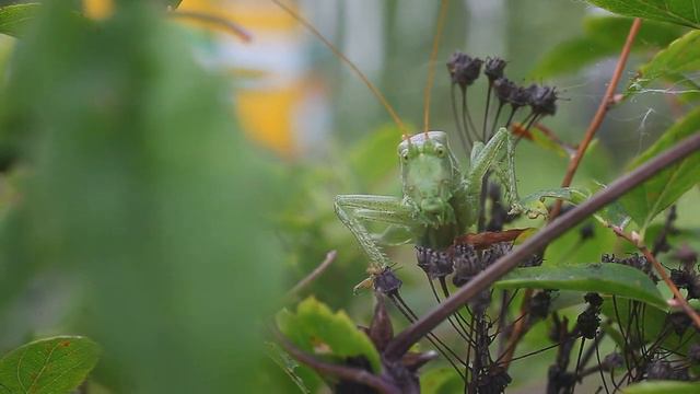 Кузнечики на пасеке. смотреть онлайн