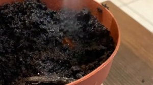 КАК ВЫРАСТИТЬ САЛАК ДОМА. ФРУКТ ДРАКОНА НА ПОДОКОННИКЕ. ВЫРАЩИВАЕМ ЭКЗОТИЧЕСКИЕ ФРУКТЫ