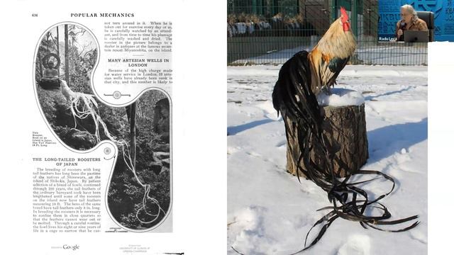 Raising Birds for Pleasure: Aviculture in Edo Japan смотреть онлайн