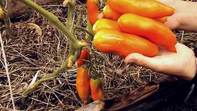 Томат сорт "Аурия" смотреть онлайн