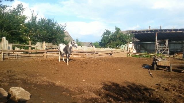 пегий жеребец.2 смотреть онлайн