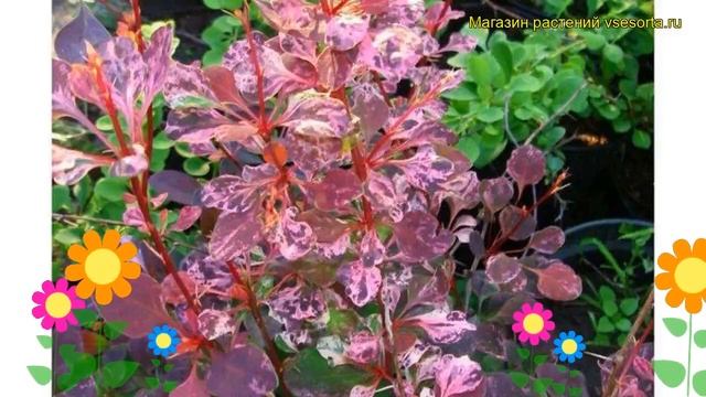 Барбарис тунберга Харлекин. Краткий обзор, описание характеристик berberis thunbergii Harleqiun смотреть онлайн