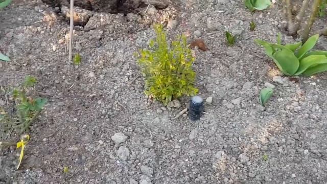 Весенний влог с фиалками /планировка клумбы с цветами/provenceallochka Vlog