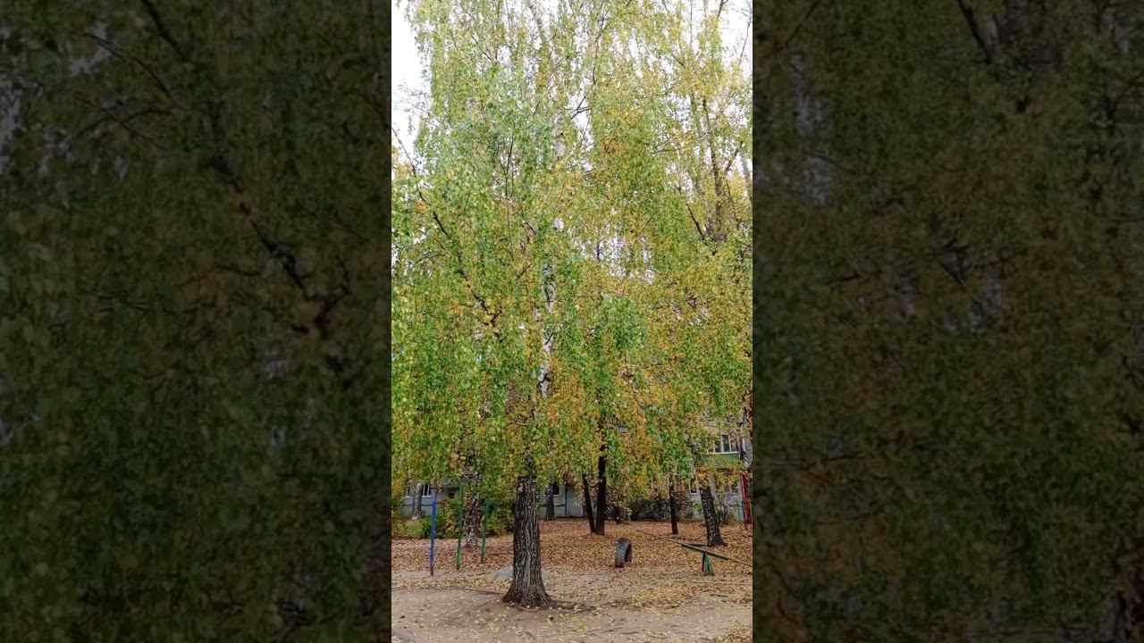 С.Г. Чавайн «Куэ». Галкина Людмила Ивановна. 45 лет смотреть онлайн