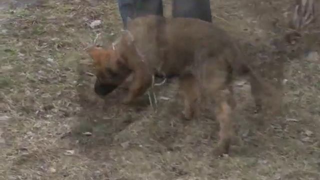 Работа по следу. Щенки немецкой овчарки смотреть онлайн