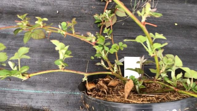 Ежевика Честер в контейнерах после зимовки смотреть онлайн