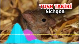 Sichqon tushda tush tabiri - Тушда Сичкон курса