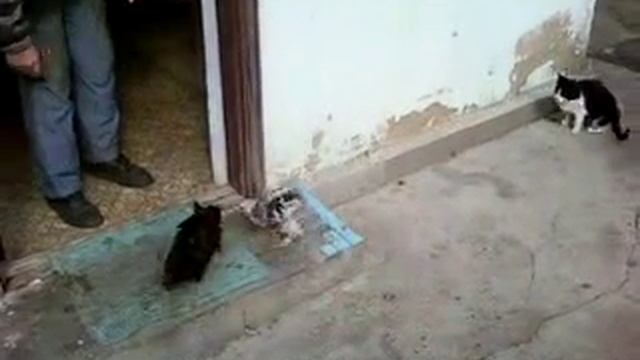 Боевой петух. Хозяин во дворе. смотреть онлайн