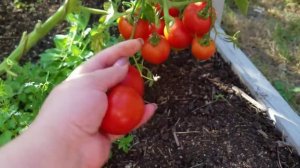 Томат БЛАГОВЕСТ обзор и дегустация