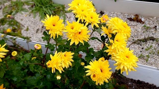 Гомпи Еллоу