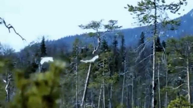 Красивый взлёт лебедей, север Карелии лебеди на болоте. смотреть онлайн