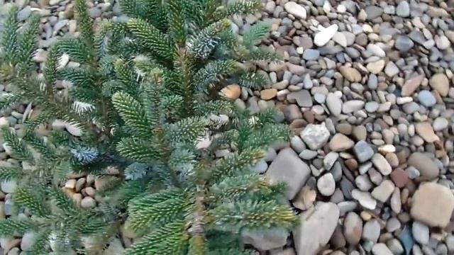 Picea Bicolor 