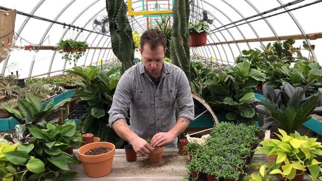 String of Dolphins Plant смотреть онлайн