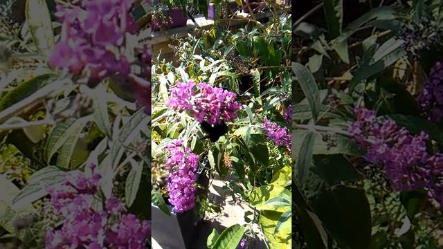 Xylocopa violacea su Buddleja Royal red смотреть онлайн