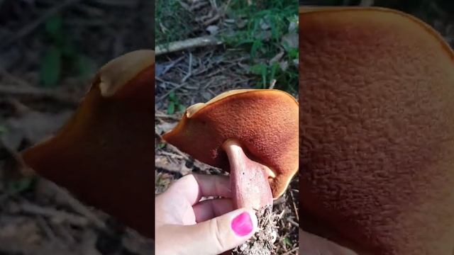 Доча сказала,что этот гриб похож на Бабочку.??? смотреть онлайн