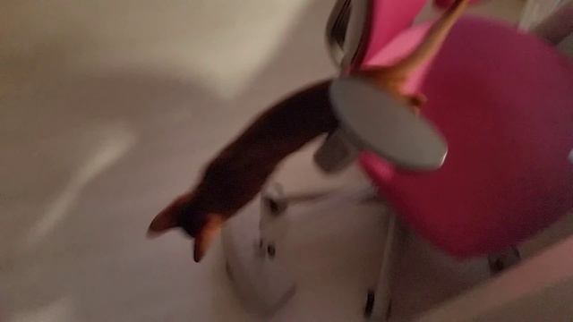 Кот ученый смотреть онлайн