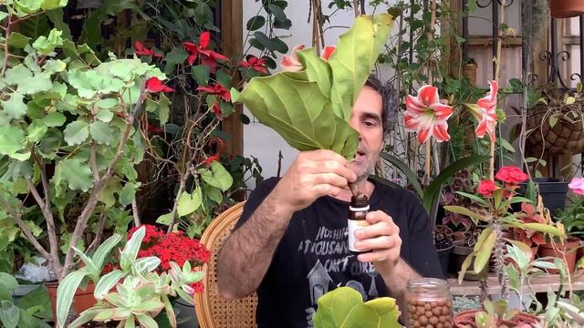 Ficus lyrata cuidados y experiencias de reproducción,un jardín en el ático CAP 48 смотреть онлайн
