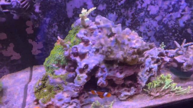 Cobalt Aquatics C-Vue 40 Episode 6 смотреть онлайн
