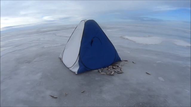 Зимняя Рыбалка на Чудском озере 2021 дер. Доможирка КРУПНАЯ ПЛОТВА на БУТЕРБРОД ?ЗДРАСТИ СНАСТИ. смотреть онлайн