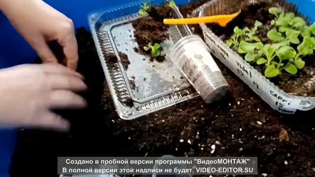 пикировка петунии