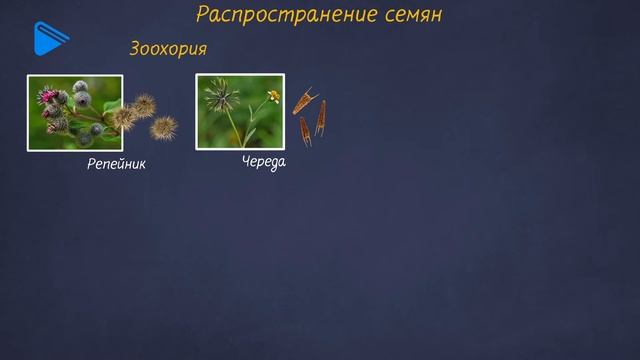 6 класс - Биология - Семена и плоды смотреть онлайн