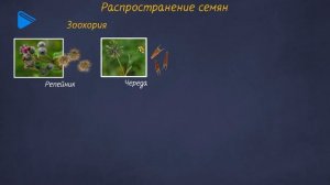 6 класс - Биология - Семена и плоды
