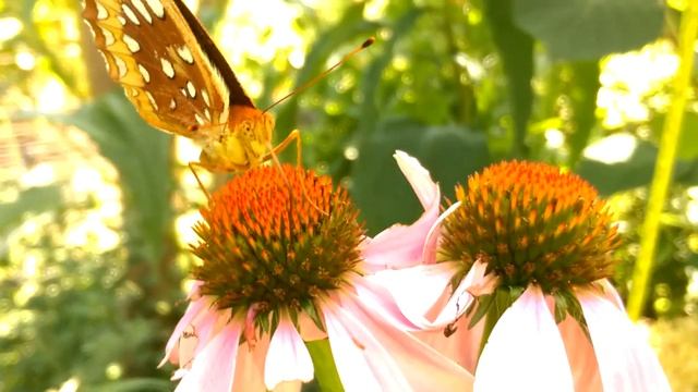 Butterflies on Echinacea смотреть онлайн