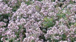 Тимьян (Чабрец) обыкновенный. Краткий обзор, описание характеристик, где купить саженцы