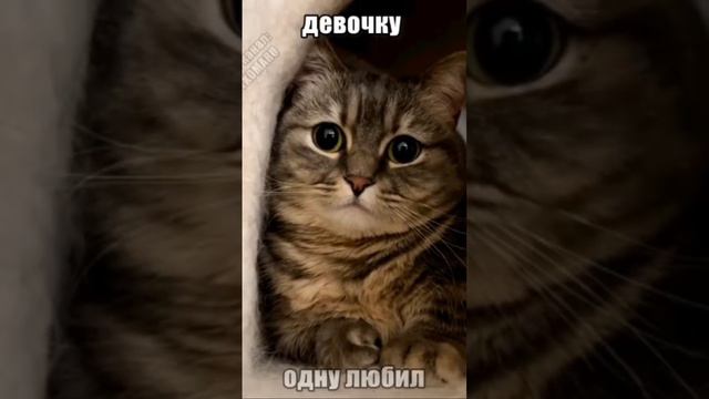 Комару Почему вы все подтягиваете штаны? #рекомендации #комару смотреть онлайн