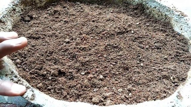 How to grow star petunia from seeds with update смотреть онлайн