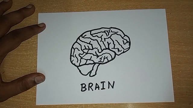 How to draw a brain | Human Organs Drawing | Easy Step by Step Drawing for kids смотреть онлайн