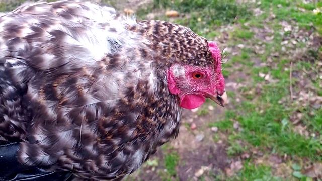 Как определить точный возраст кур/Как отличить старую курицу от молодой/Выбираем хорошую несушку смотреть онлайн